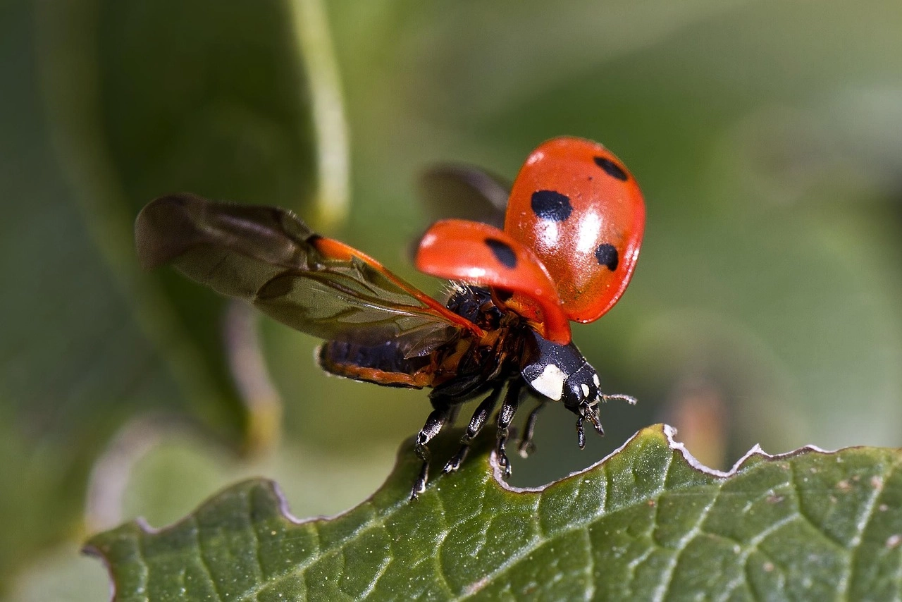 Mariquita a punto de volar
